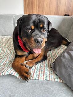 Poklanjam psa Rottweiler