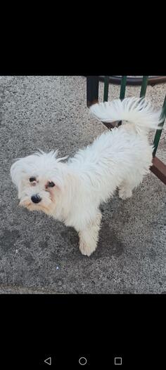 Maltezera 