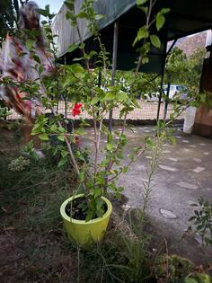 prodajem HIBISKUS