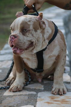 Americki exoticbully