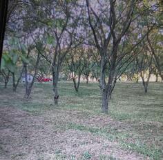 Građevinsko zemljište 50000m2 - Petrovaradin - Bukovac