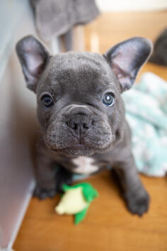 French bulldog