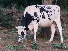 Krave i junice 