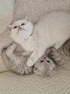 British shorthair mačići na prodaju