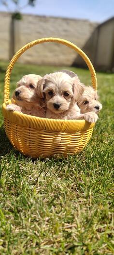 Maltipoo stenci