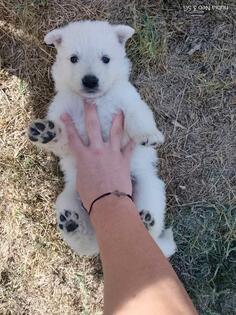 Beli švajcarski ovčar