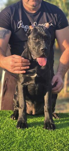 Cane Corso žensko štene