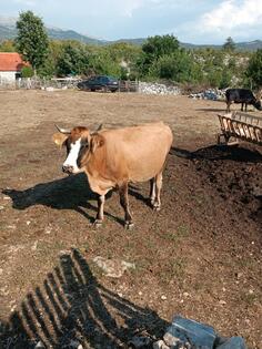 Prodajem domaću kravu