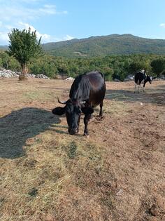 Prodajem domaću kravu