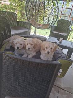 maltipoo