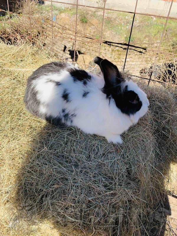 Prodaja i uzgoj zeceva