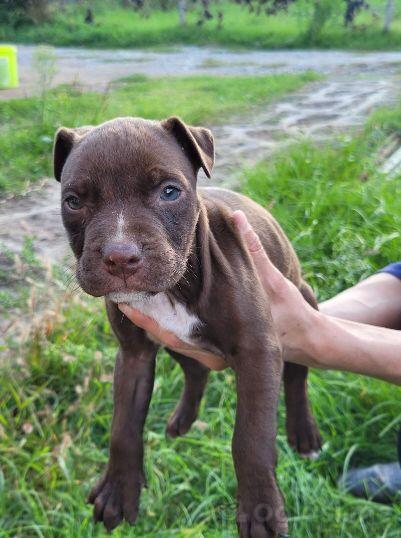 Pitbull blue best sale nose cena