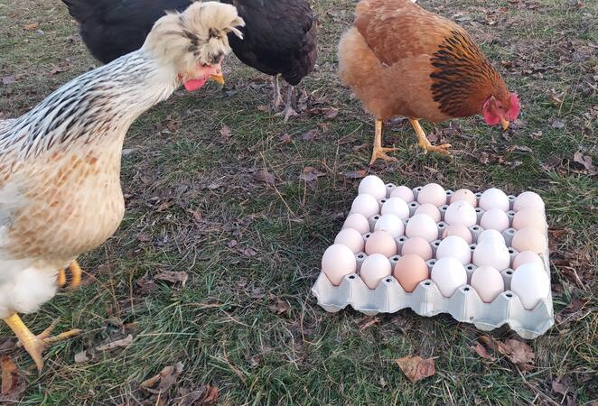 Prodajem svježa domaća jaja 