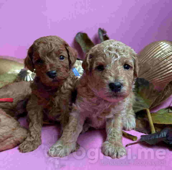 Odgajivačnica Antofagasta ima na prodaju dva  steneta patuljaste PUDLE 