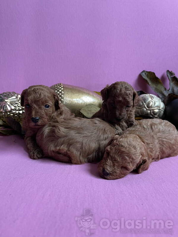 TOY PUDLE iz Odgajivačnica Antofagasta ima na prodaju četiri steneta (1 muško i 3 ženska)