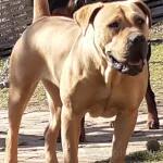 Boerboel/Južnoafrički mastif