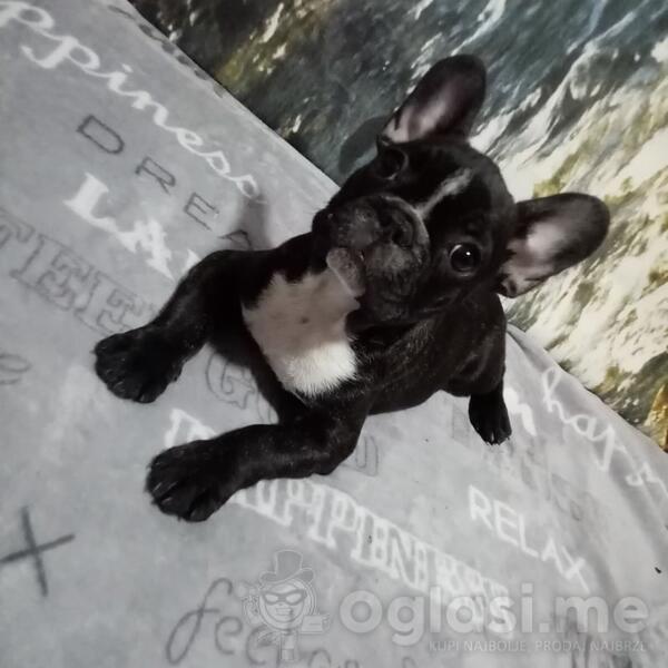 Francuski buldog