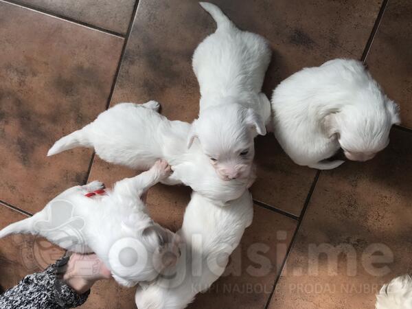 Prodajem štence maltezera