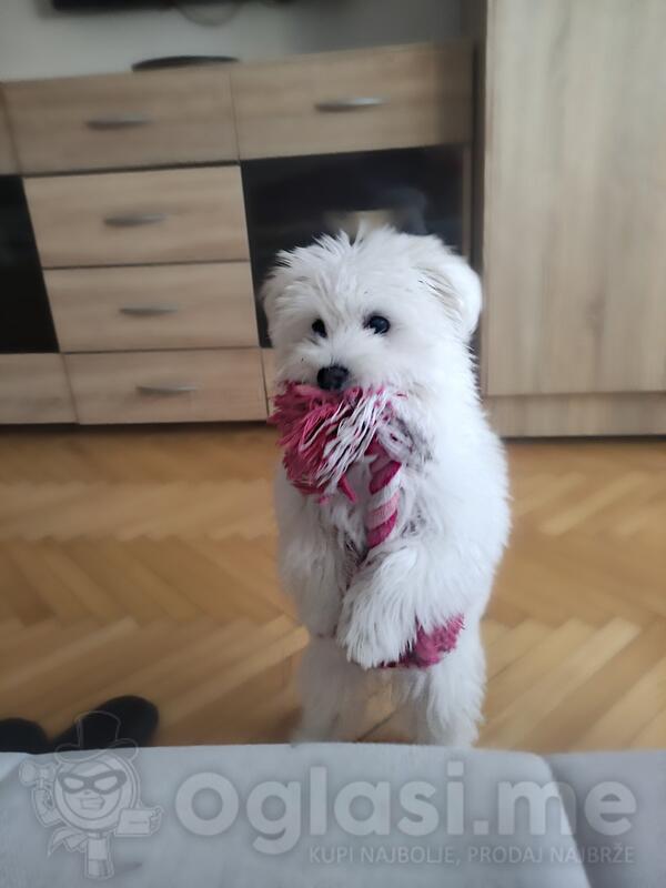 Poklanjam Maltezera 