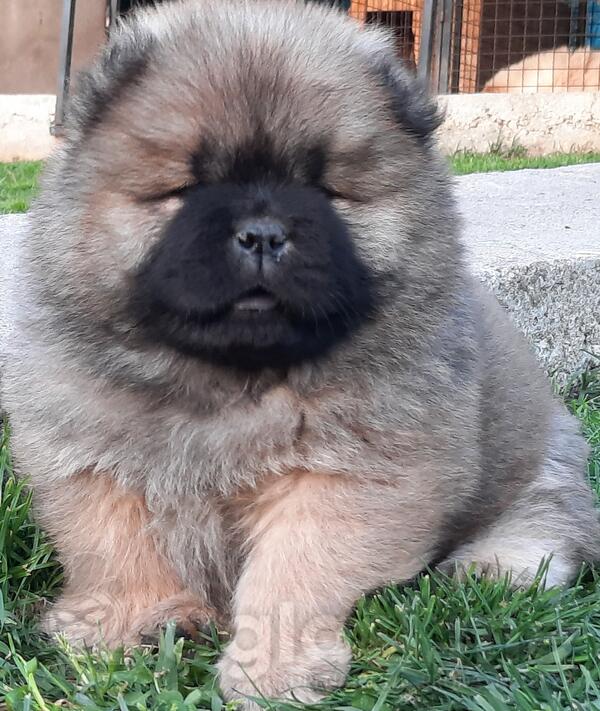 koliko koštaju štenci chow chow