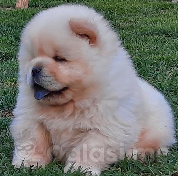 koliko koštaju štenci chow chow