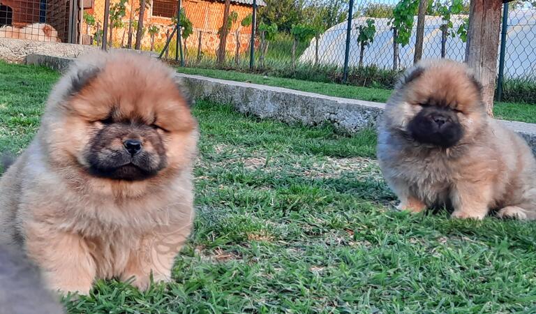 koliko koštaju štenci chow chow