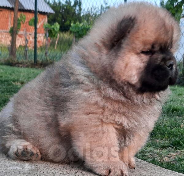 koliko koštaju štenci chow chow