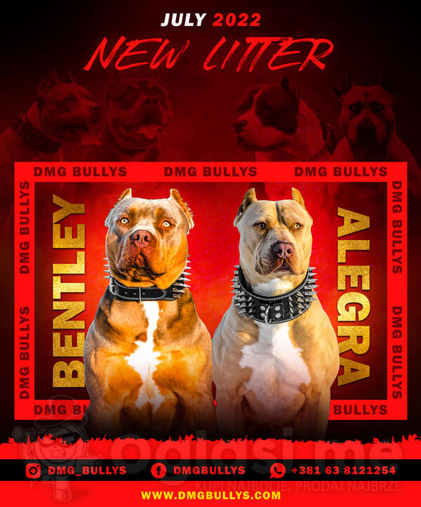 Američki Buli / American Bully / Pit Bull Terrier