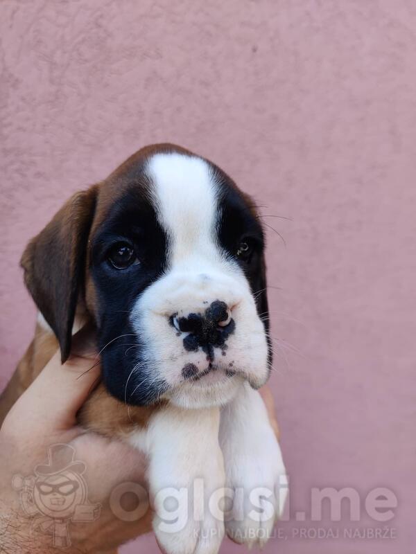 Nemački Bokser štenci