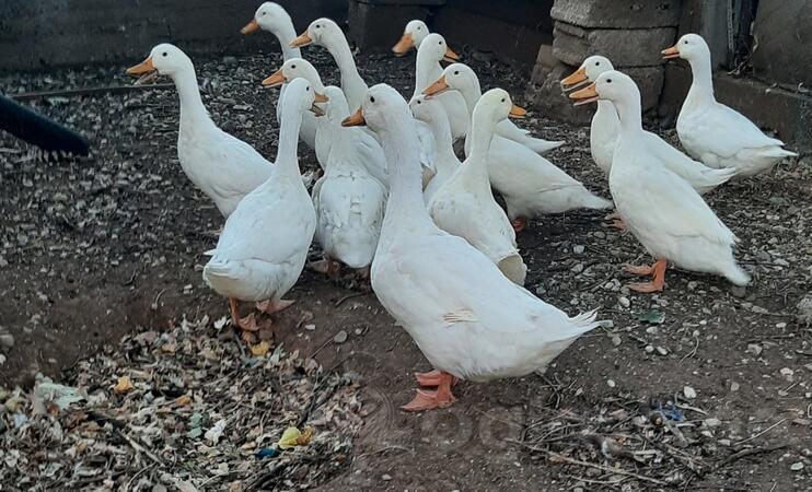 Bijele mlade patke 