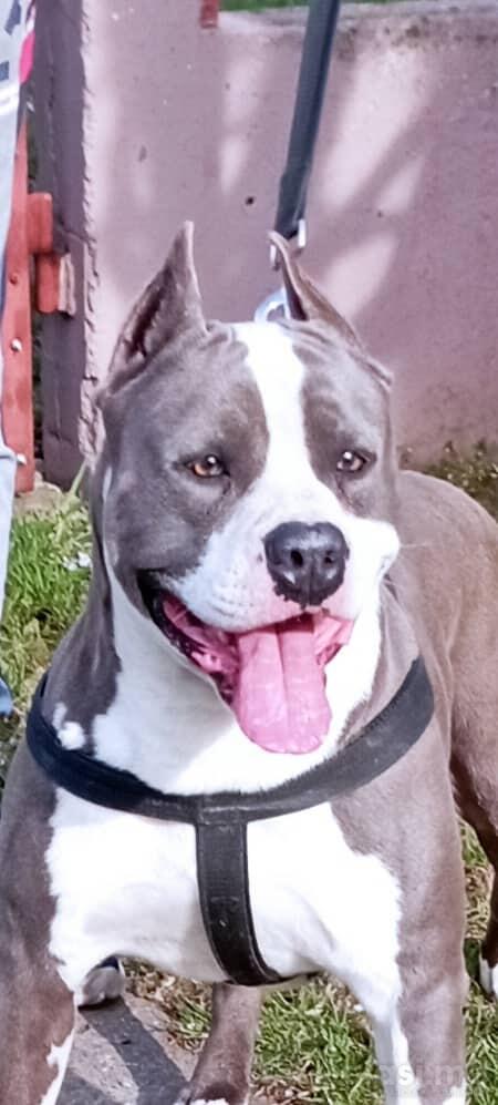 Američki Staford plavi štenci