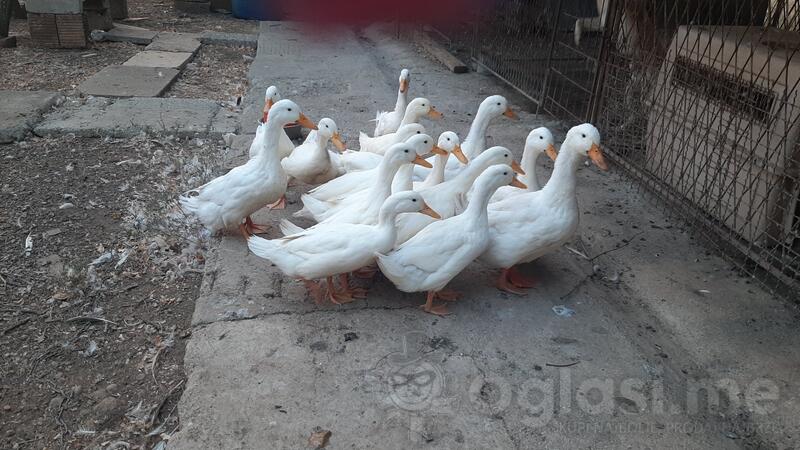 Mlade pekinške patke 