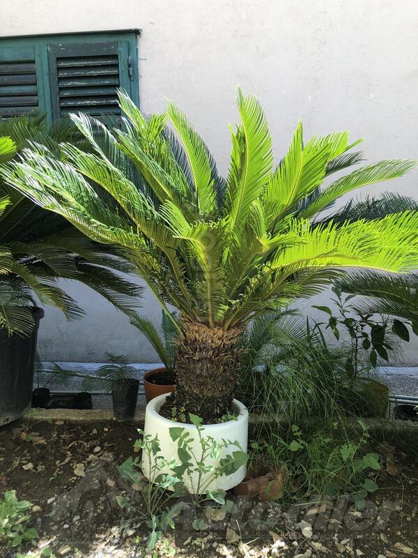 Prodaja palmi