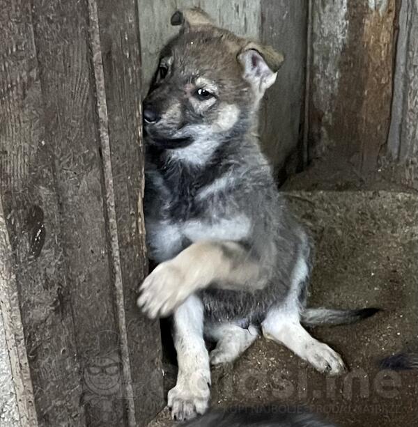 Čehoslovački vučiji pas - štenci