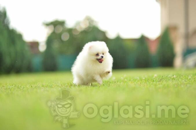 Ponuda Vrhunskih Pomeranaca