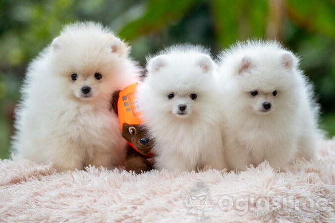 POMERANCI vrhunskog kvaliteta od uvoznih roditel 