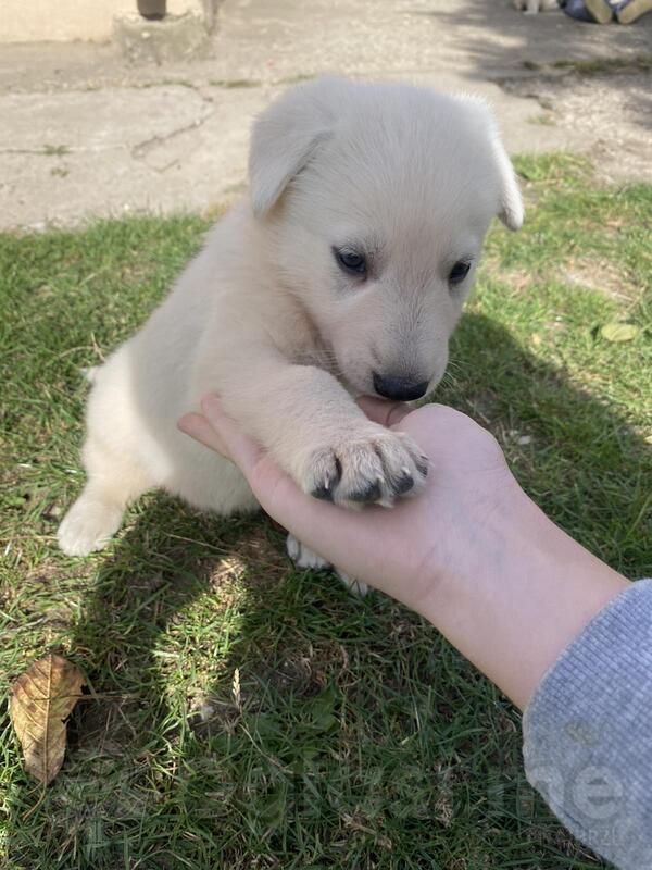 Beli švajcarski ovčar štenci