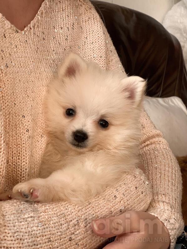 Štenad njemačkog špica