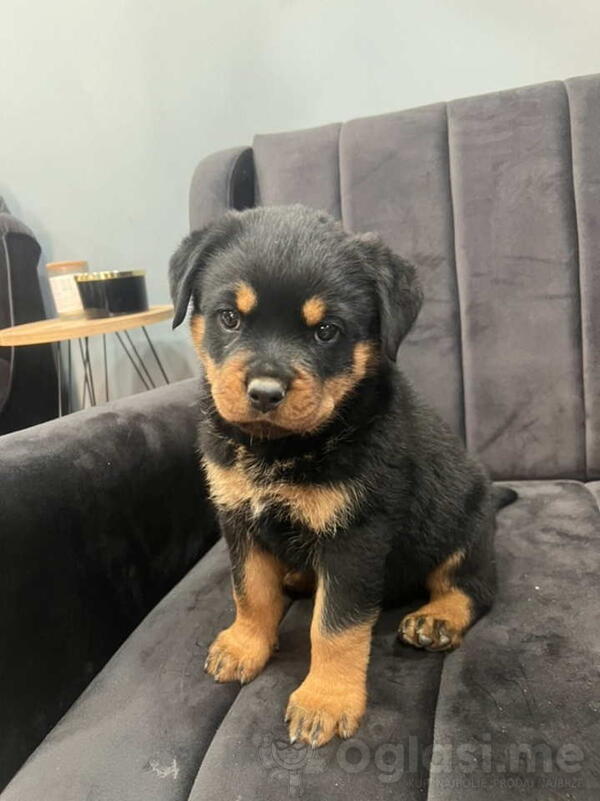 U ponudi stenci rotvajler sa kompletnom dokumentacijom