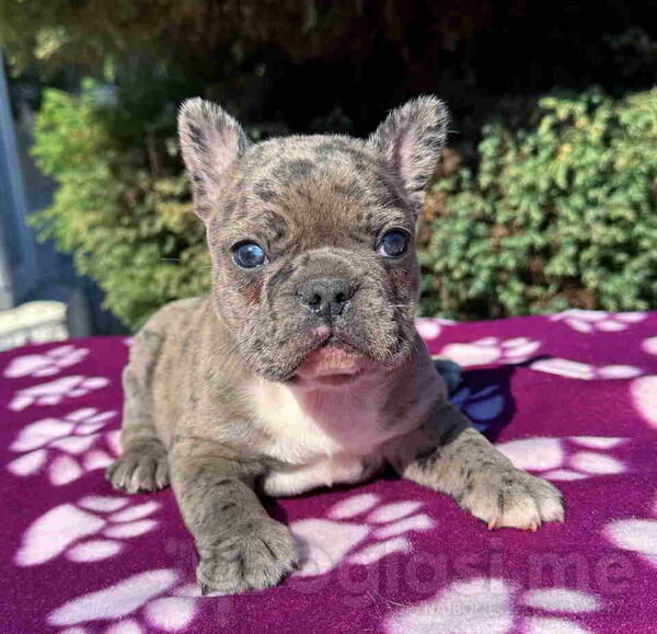 U ponudi štene francuskog buldoga