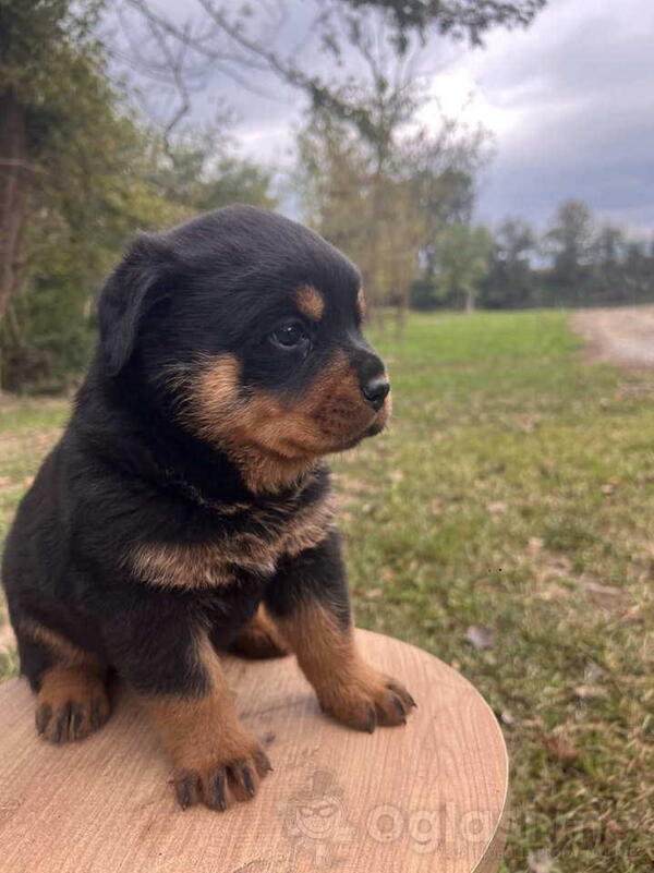U ponudi stenci rotvajler sa kompletnom dokumentacijom
