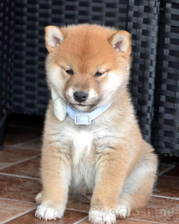 Shiba Inu štenci