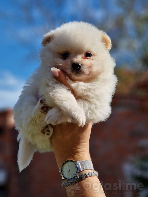 Dva preslatka decaka POMERANCA  