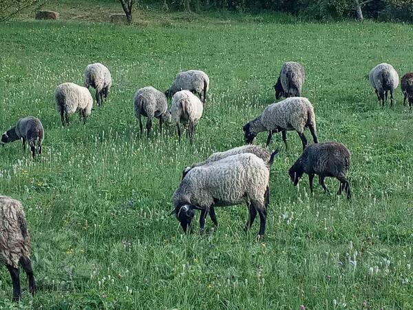 Romanovske ovce
