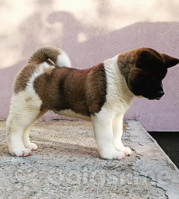 Američka akita štenci