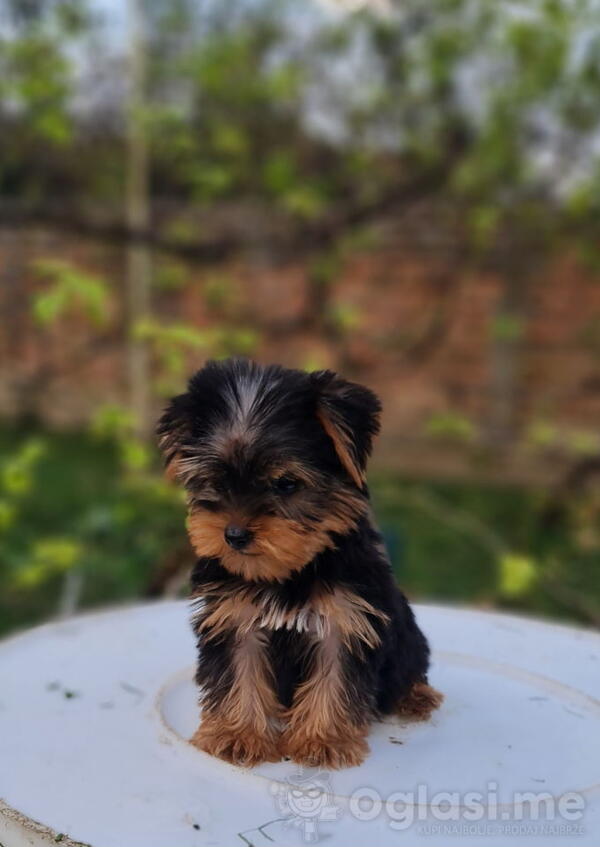 Mini Jorki, jorkirški terijeri mini