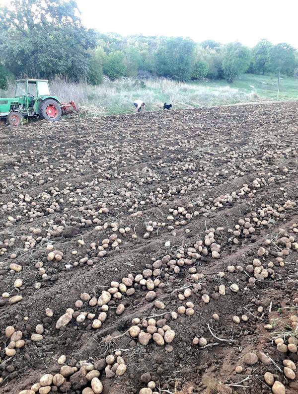 Prodajem vrhunski domaci krompir,proizveden iskljucivo na stajskom djubrivu. Zuta-Agrija , Crveni -Rudolf.    1e kg