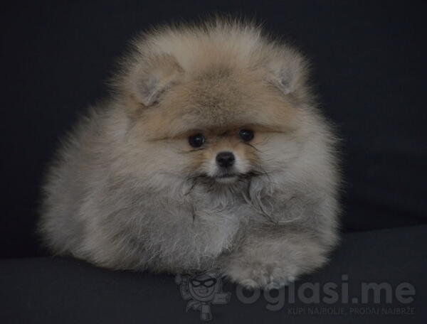 POMERANCI spremni za preuzimanje,