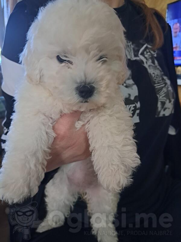 Kovrdyavi bison- jos jedan je ostao