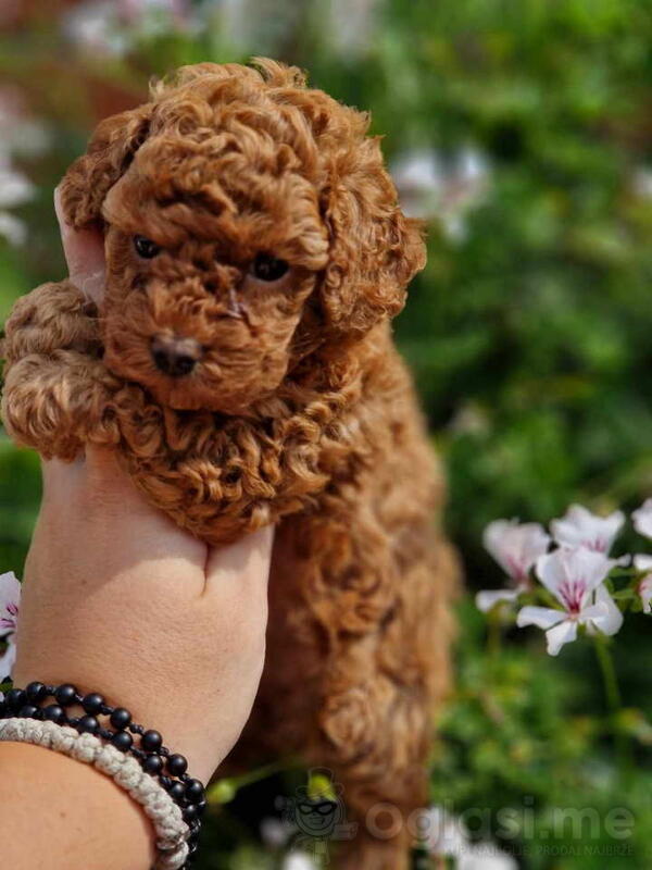 Prodajem prelepe bebe TOY PUDLE